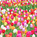 Tulip Garden